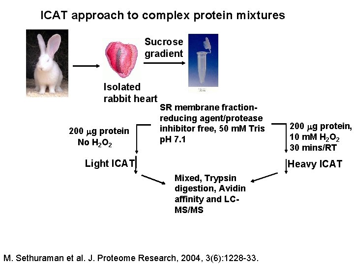 ICAT approach to complex protein mixtures Sucrose gradient Isolated rabbit heart 200 g protein