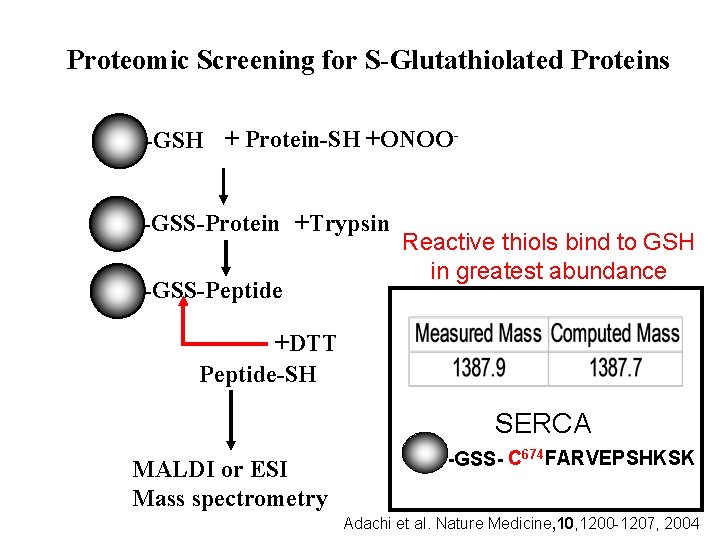 Proteomic Screening for S-Glutathiolated Proteins -GSH + Protein-SH +ONOO-GSS-Protein +Trypsin -GSS-Peptide Reactive thiols bind