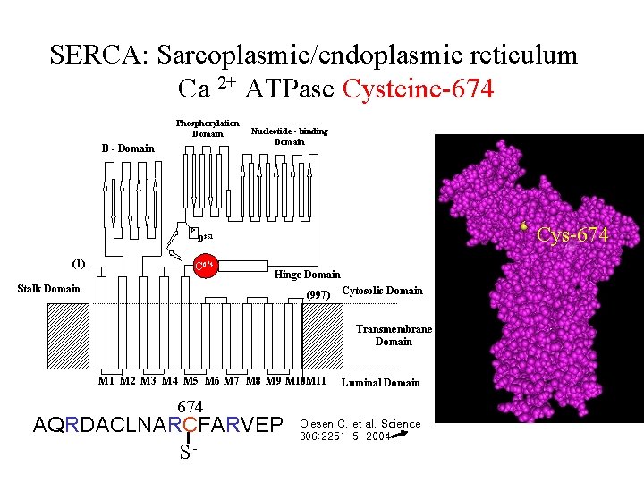 SERCA: Sarcoplasmic/endoplasmic reticulum Ca 2+ ATPase Cysteine-674 Phosphorylation Domain B - Domain P (1)