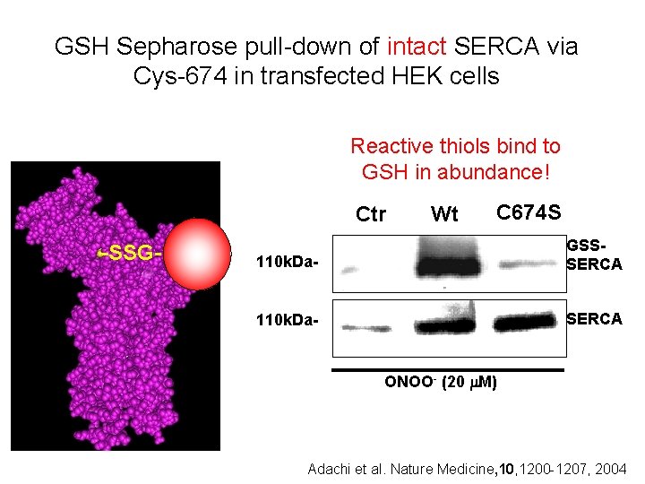 GSH Sepharose pull-down of intact SERCA via Cys-674 in transfected HEK cells Reactive thiols