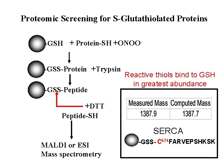 Proteomic Screening for S-Glutathiolated Proteins -GSH + Protein-SH +ONOO-GSS-Protein +Trypsin -GSS-Peptide Reactive thiols bind