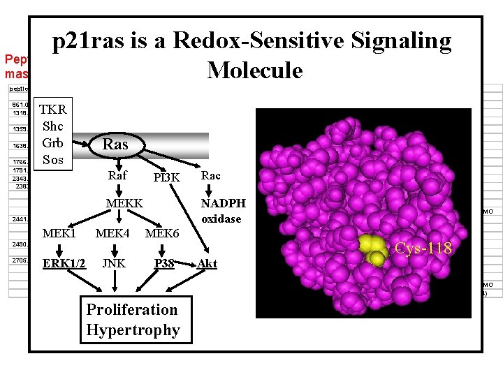 Peptide masses ONOO- -induced Glutathiolation of Proteins in p 21 ras is a. Rabbit