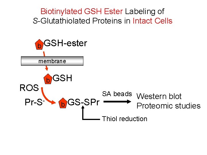 Biotinylated GSH Ester Labeling of S-Glutathiolated Proteins in Intact Cells b GSH-ester membrane ROS