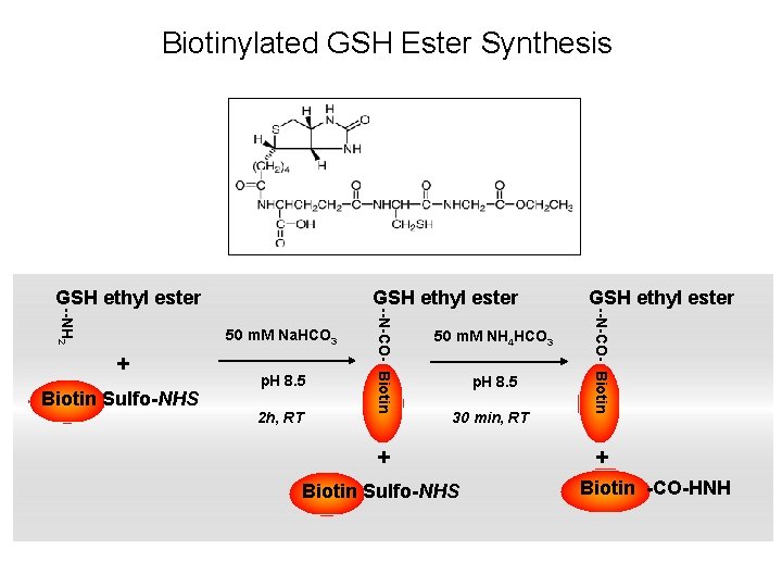 Biotinylated GSH Ester Synthesis 50 m. M Na. HCO 3 + Biotin Sulfo-NHS p.
