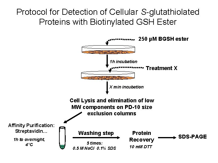 Protocol for Detection of Cellular S-glutathiolated Proteins with Biotinylated GSH Ester 250 µM BGSH