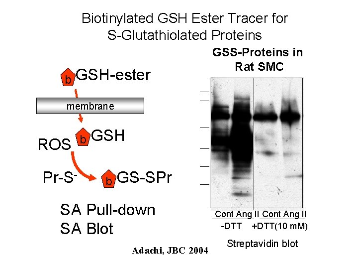 Biotinylated GSH Ester Tracer for S-Glutathiolated Proteins b GSH-ester GSS-Proteins in Rat SMC membrane