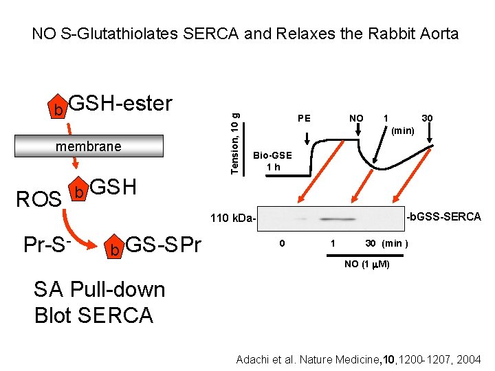b GSH-ester membrane ROS Pr-S- b Tension, 10 g NO S-Glutathiolates SERCA and Relaxes