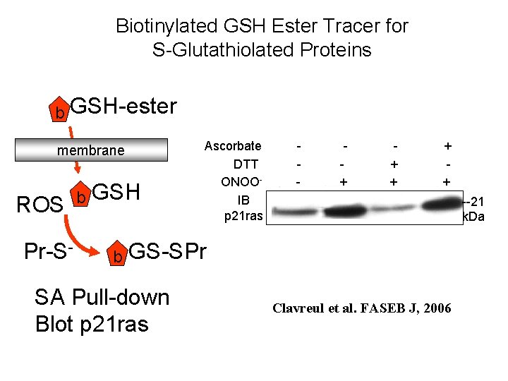 Biotinylated GSH Ester Tracer for S-Glutathiolated Proteins b GSH-ester membrane ROS Pr-S- b GSH
