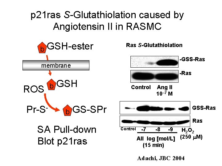 p 21 ras S-Glutathiolation caused by Angiotensin II in RASMC b GSH-ester Ras S-Glutathiolation