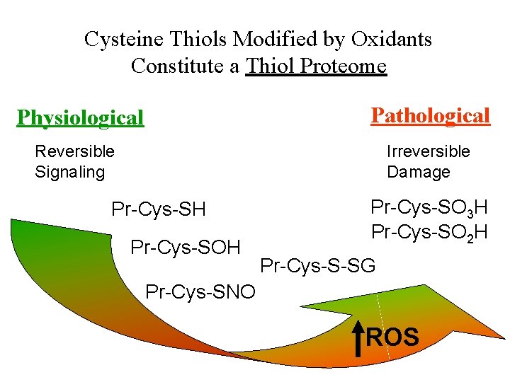 Cysteine Thiols Modified by Oxidants Constitute a Thiol Proteome Pathological Physiological Reversible Signaling Irreversible
