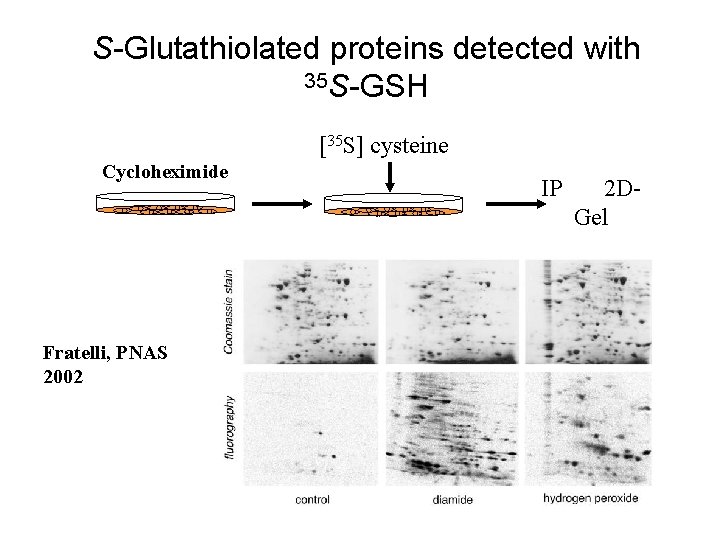 S-Glutathiolated proteins detected with 35 S-GSH [35 S] cysteine Cycloheximide Fratelli, PNAS 2002 IP
