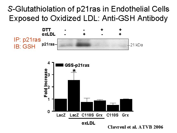 S-Glutathiolation of p 21 ras in Endothelial Cells Exposed to Oxidized LDL: Anti-GSH Antibody
