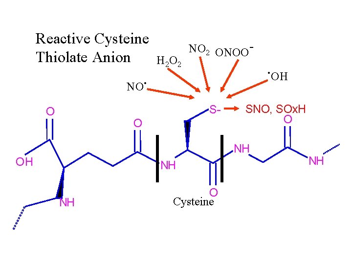 Reactive Cysteine Thiolate Anion H 2 O 2 NO 2 ONOO- . OH .