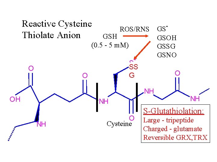 Reactive Cysteine Thiolate Anion ROS/RNS GSH (0. 5 - 5 m. M) - O