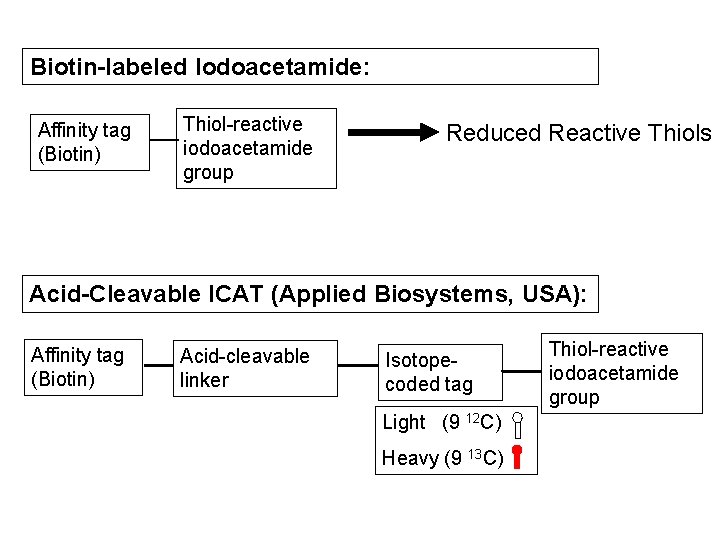 Biotin-labeled Iodoacetamide: Affinity tag (Biotin) Thiol-reactive iodoacetamide group Reduced Reactive Thiols Acid-Cleavable ICAT (Applied
