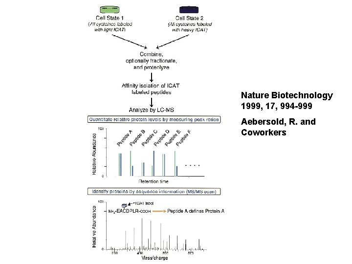 Nature Biotechnology 1999, 17, 994 -999 Aebersold, R. and Coworkers 