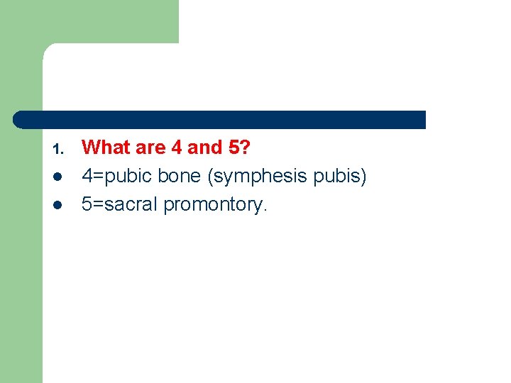 1. l l What are 4 and 5? 4=pubic bone (symphesis pubis) 5=sacral promontory.