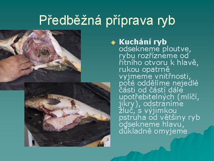 Předběžná příprava ryb u Kuchání ryb odsekneme ploutve, rybu rozřízneme od řitního otvoru k