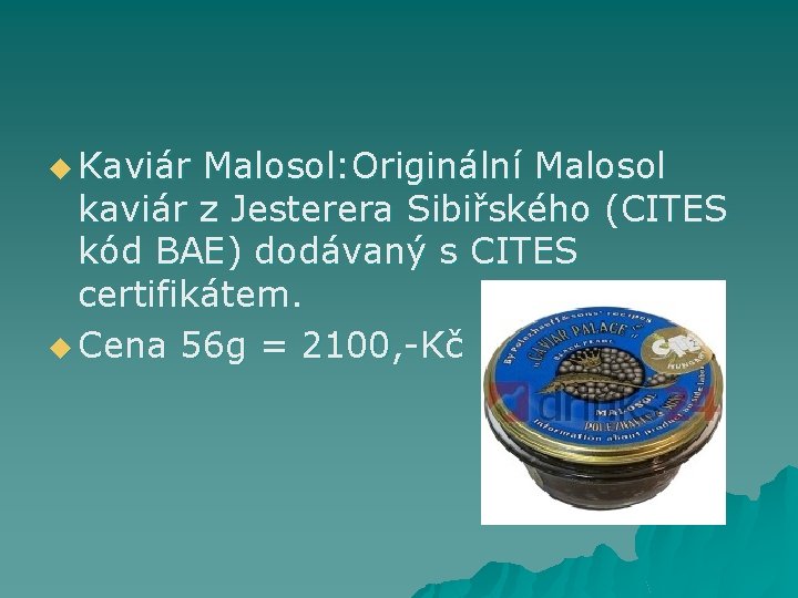 u Kaviár Malosol: Originální Malosol kaviár z Jesterera Sibiřského (CITES kód BAE) dodávaný s
