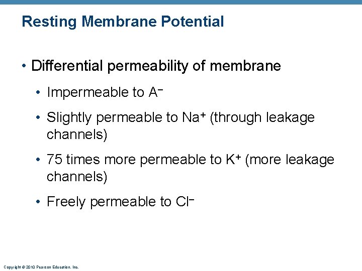 Resting Membrane Potential • Differential permeability of membrane • Impermeable to A– • Slightly