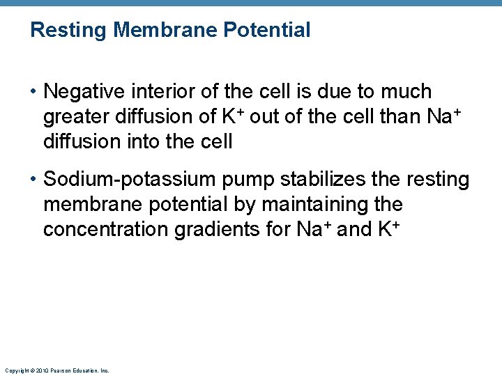 Resting Membrane Potential • Negative interior of the cell is due to much greater