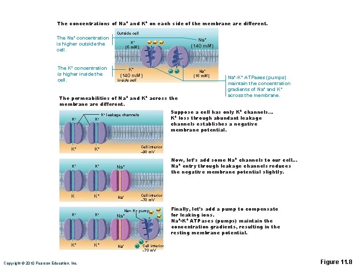 The concentrations of Na+ and K+ on each side of the membrane are different.