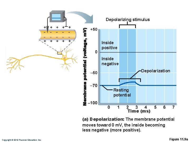 Depolarizing stimulus Inside positive Inside negative Depolarization Resting potential Time (ms) (a) Depolarization: The