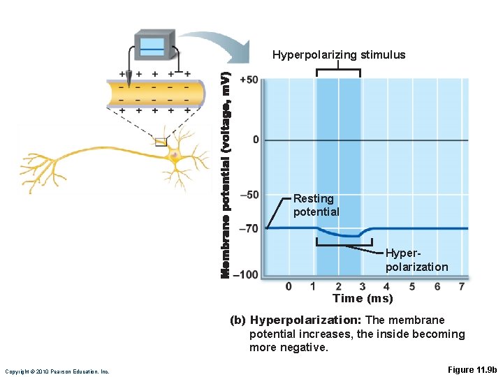 Hyperpolarizing stimulus Resting potential Hyperpolarization Time (ms) (b) Hyperpolarization: The membrane potential increases, the Hyperpolarizing stimulus Resting potential Hyperpolarization Time (ms) (b) Hyperpolarization: The membrane potential increases, the