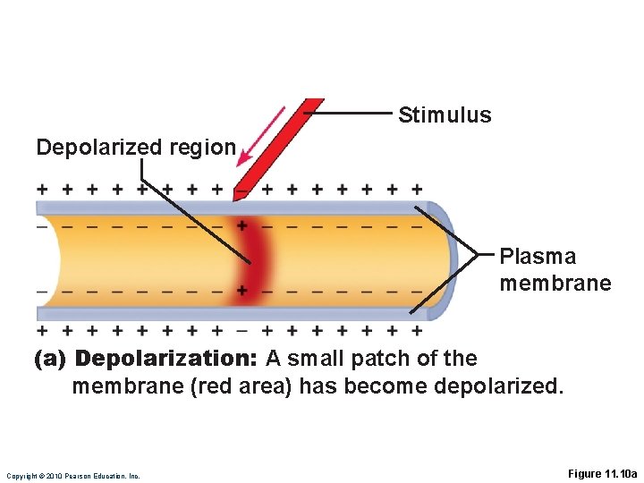 Stimulus Depolarized region Plasma membrane (a) Depolarization: A small patch of the membrane (red