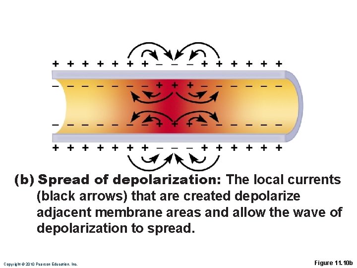 (b) Spread of depolarization: The local currents (black arrows) that are created depolarize adjacent