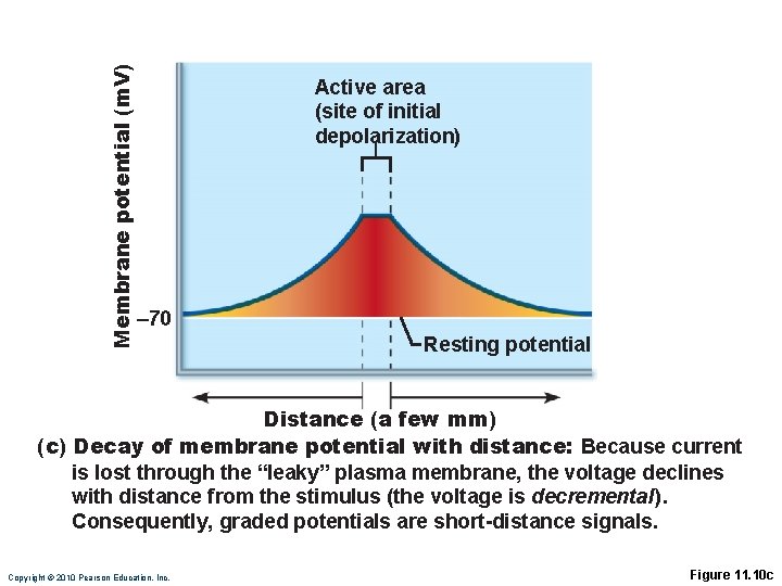 Membrane potential (m. V) Active area (site of initial depolarization) – 70 Resting potential