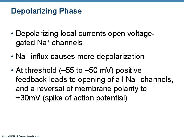Depolarizing Phase • Depolarizing local currents open voltagegated Na+ channels • Na+ influx causes