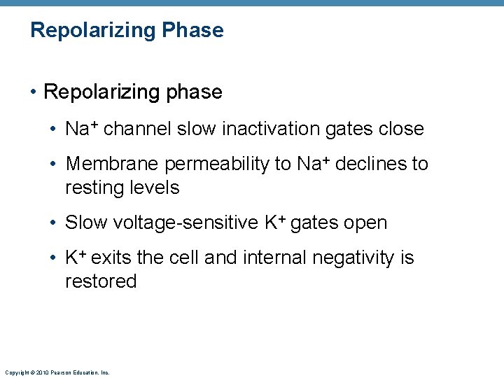 Repolarizing Phase • Repolarizing phase • Na+ channel slow inactivation gates close • Membrane