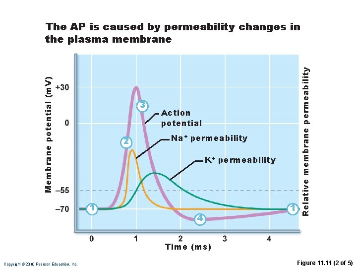 3 2 Action potential Na+ permeability K+ permeability 1 4 1 Relative membrane permeability 3 2 Action potential Na+ permeability K+ permeability 1 4 1 Relative membrane permeability