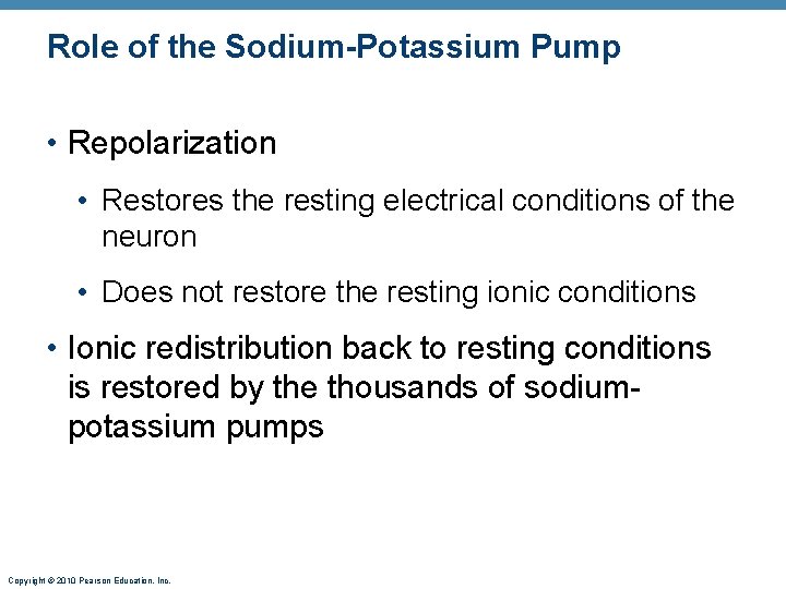 Role of the Sodium-Potassium Pump • Repolarization • Restores the resting electrical conditions of