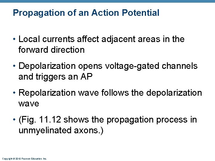 Propagation of an Action Potential • Local currents affect adjacent areas in the forward Propagation of an Action Potential • Local currents affect adjacent areas in the forward
