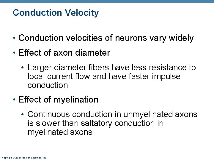 Conduction Velocity • Conduction velocities of neurons vary widely • Effect of axon diameter Conduction Velocity • Conduction velocities of neurons vary widely • Effect of axon diameter