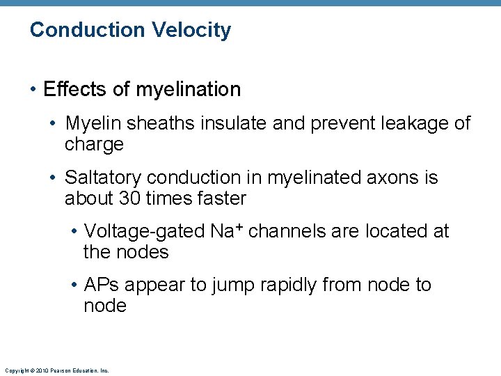 Conduction Velocity • Effects of myelination • Myelin sheaths insulate and prevent leakage of