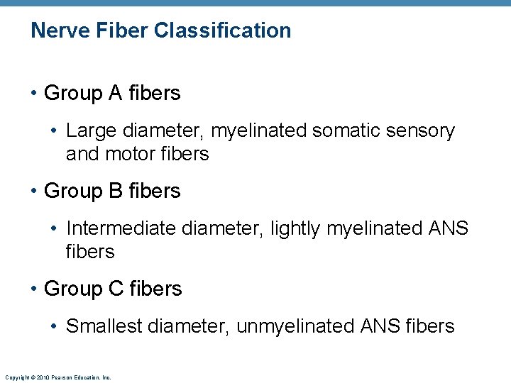 Nerve Fiber Classification • Group A fibers • Large diameter, myelinated somatic sensory and