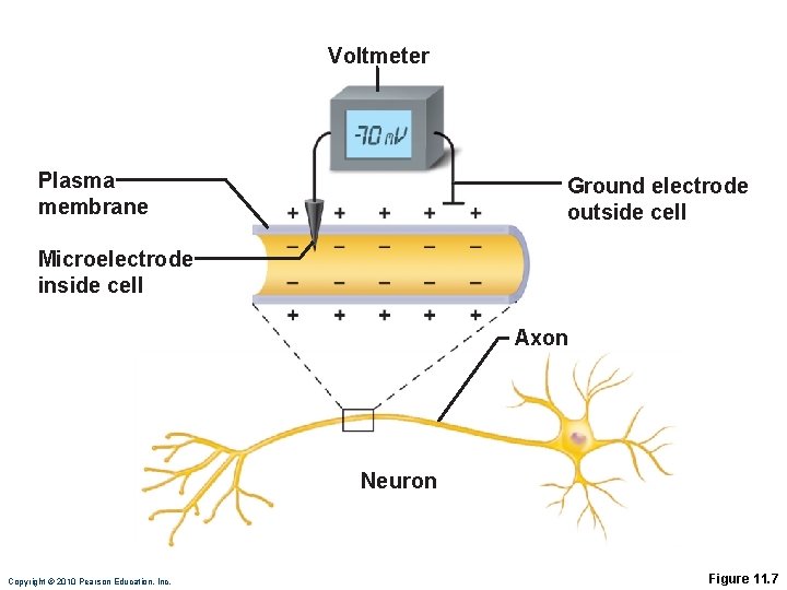 Voltmeter Plasma membrane Ground electrode outside cell Microelectrode inside cell Axon Neuron Copyright ©