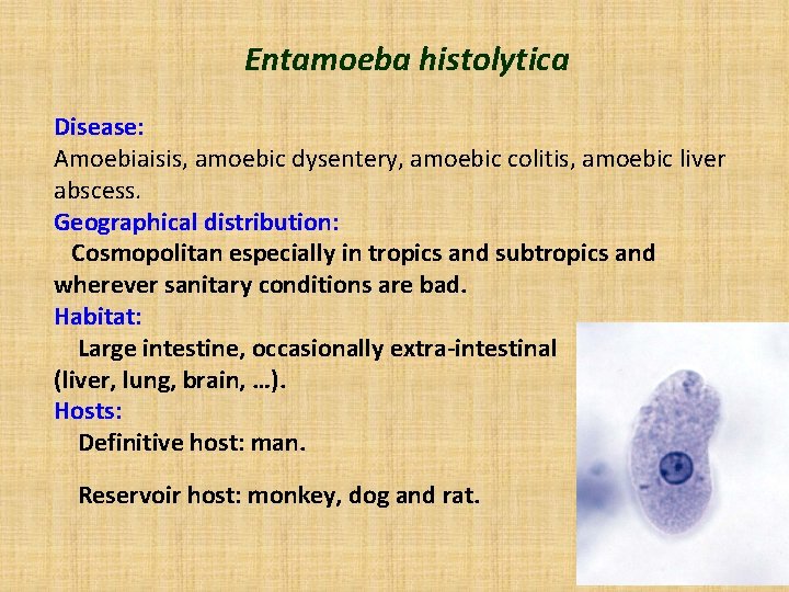 Entamoeba histolytica Disease: Amoebiaisis, amoebic dysentery, amoebic colitis, amoebic liver abscess. Geographical distribution: Cosmopolitan