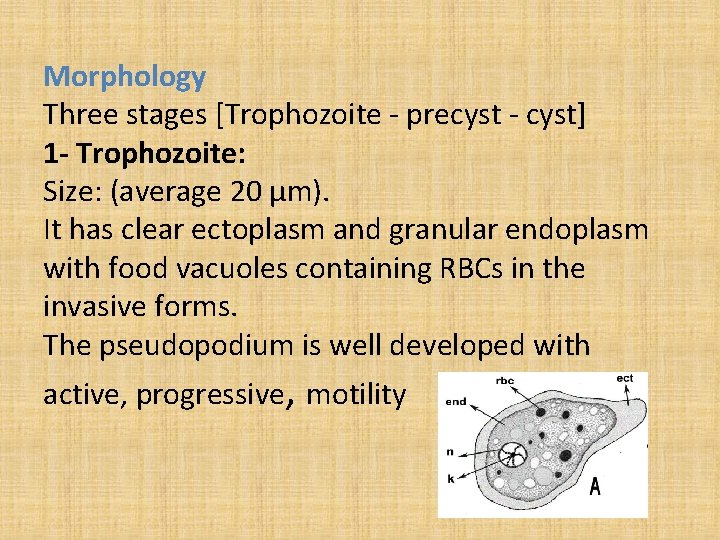 Morphology Three stages [Trophozoite - precyst - cyst] 1 - Trophozoite: Size: (average 20