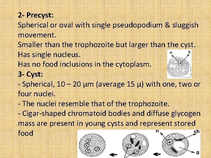 2 - Precyst: Spherical or oval with single pseudopodium & sluggish movement. Smaller than