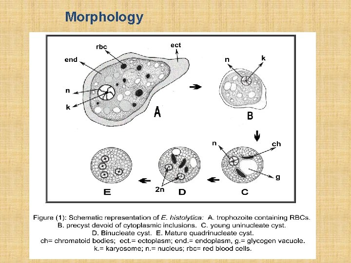 Morphology 