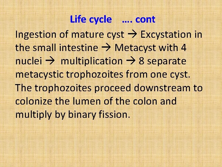 Life cycle …. cont Ingestion of mature cyst Excystation in the small intestine Metacyst