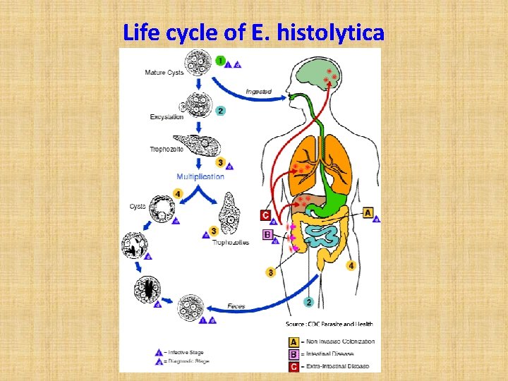 Life cycle of E. histolytica 