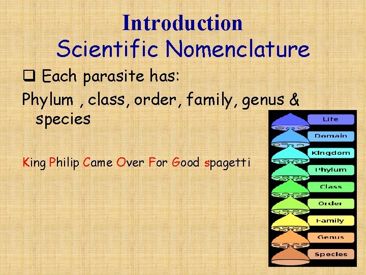 Introduction Scientific Nomenclature q Each parasite has: Phylum , class, order, family, genus &