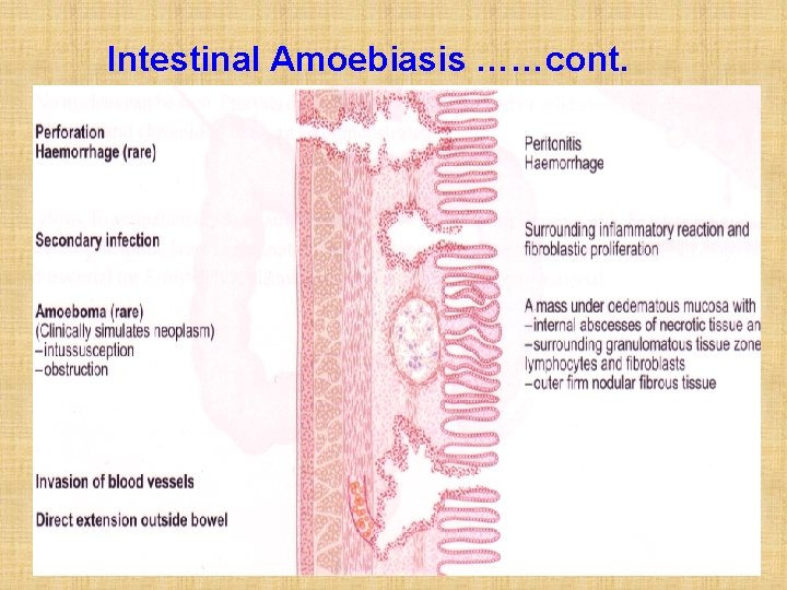 Intestinal Amoebiasis ……cont. 22 