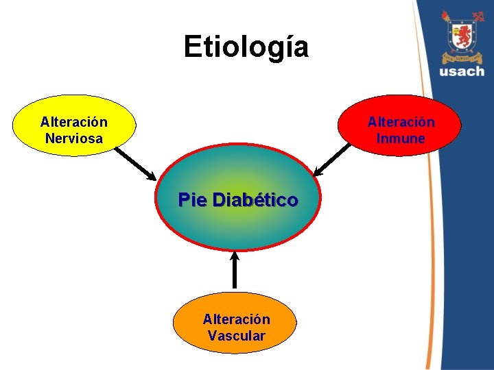 Etiología Alteración Nerviosa Alteración Inmune Pie Diabético Alteración Vascular 