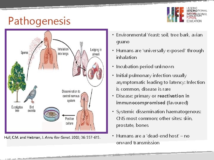 Pathogenesis • Environmental Yeast: soil, tree bark, avian guano • Humans are ‘universally exposed’